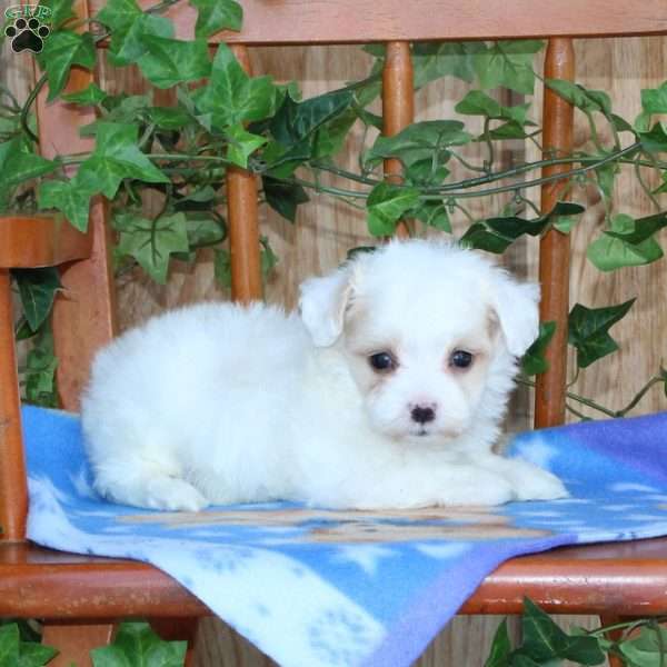 Plum, Maltipoo Puppy